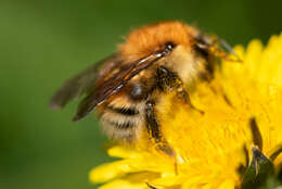 Image of Schrenck's Bumble Bee