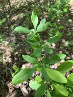 Image of American barberry