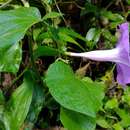 Image of Ipomoea seducta House