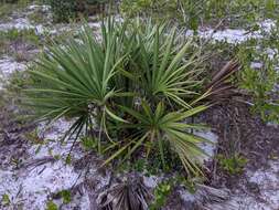 Image of scrub palmetto