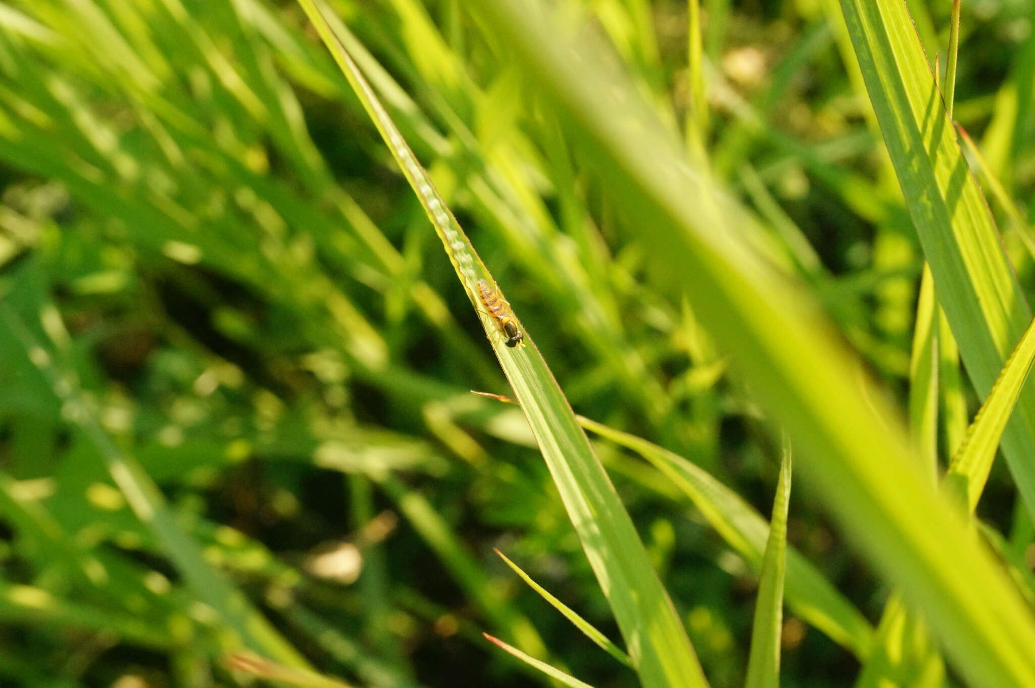 Image of Sphaerophoria menthastri (Linnaeus 1758)