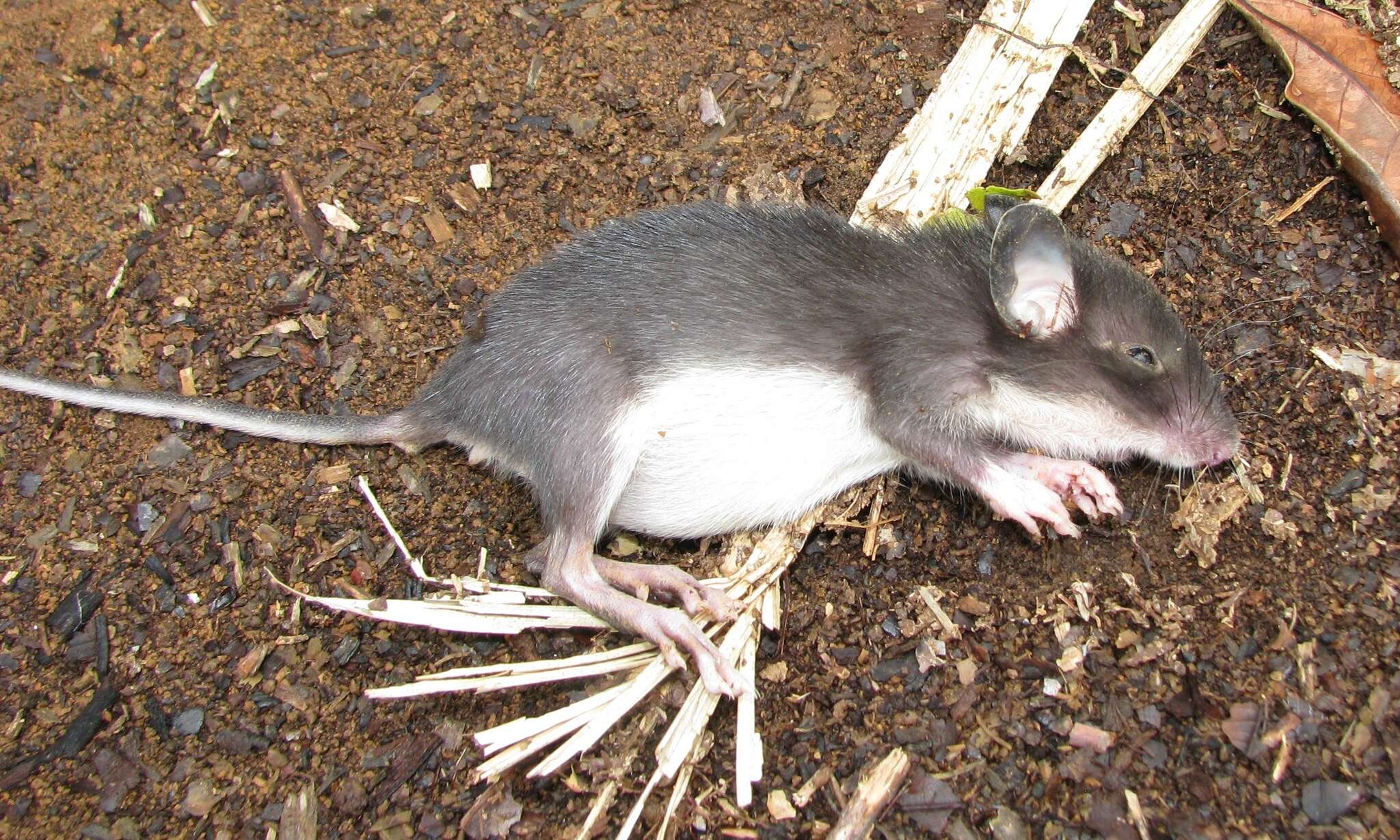 Image of Desmarest's Spiny Pocket Mouse