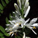 Image of Paradise Lily