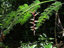 Image of Heliconia chartacea Lane ex Barreiros