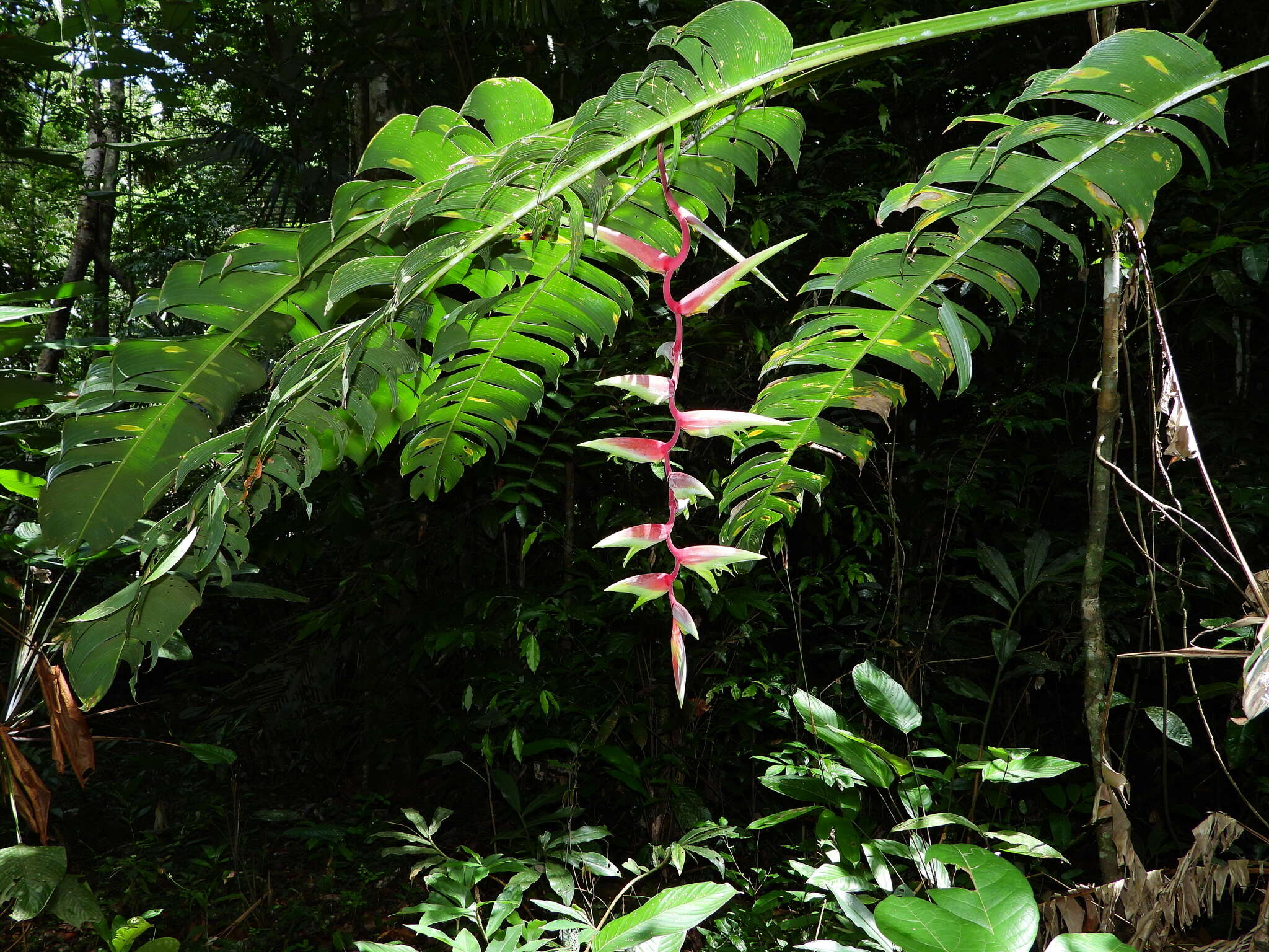 Image of Heliconia chartacea Lane ex Barreiros