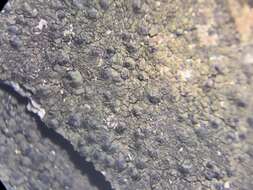 Image of wart lichen