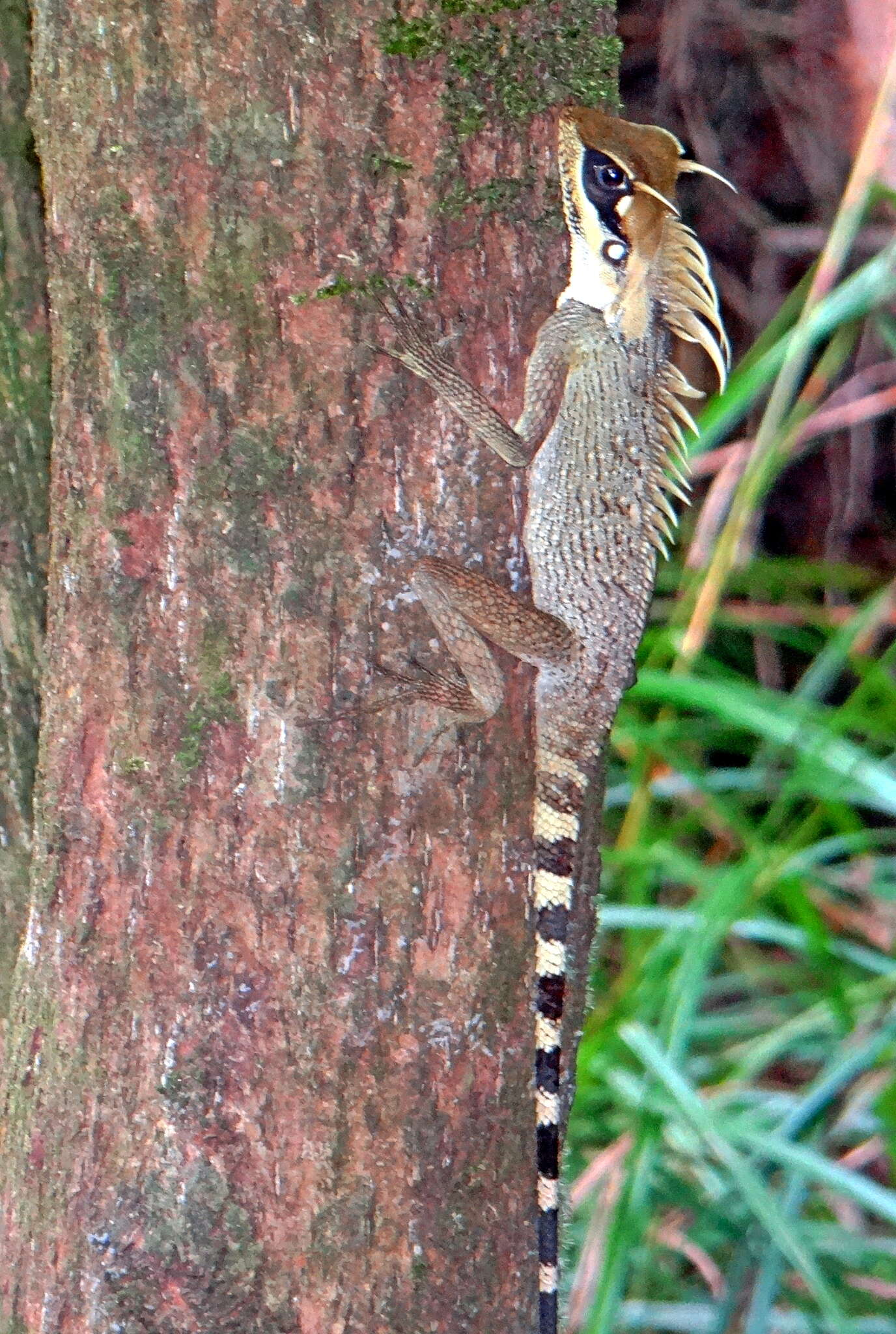 Image of Acanthosaura nataliae Orlov, Truong & Sang 2006