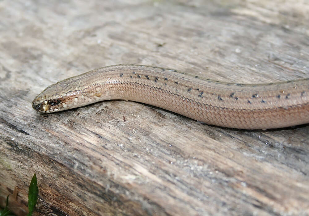 Image of Slow Worm