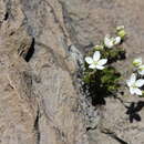 Image of Spergula depauperata (Naudin) T. M. Pedersen