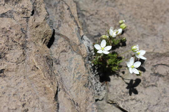 Image of Spergula depauperata (Naudin) T. M. Pedersen