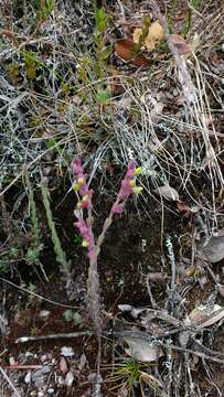 Image of Neobartsia santolinifolia (Kunth) Uribe-Convers & Tank