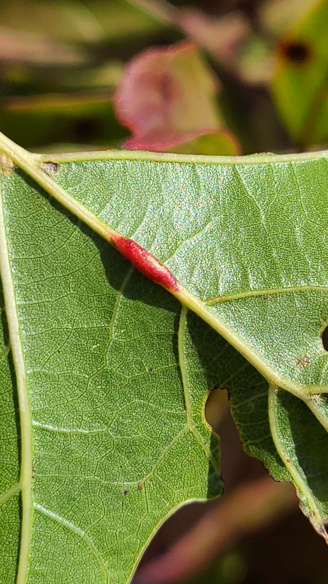 Image of Polystepha americana (Felt 1908)