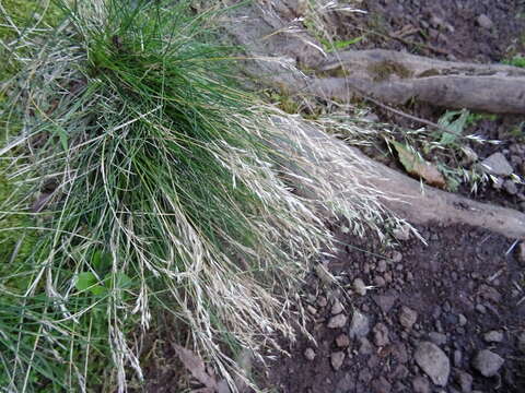 Image of Avenella flexuosa subsp. foliosa (Hack.) Veldkamp