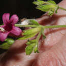 Image of Ruellia floribunda Hook.