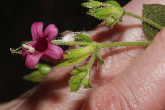 Image of Ruellia floribunda Hook.