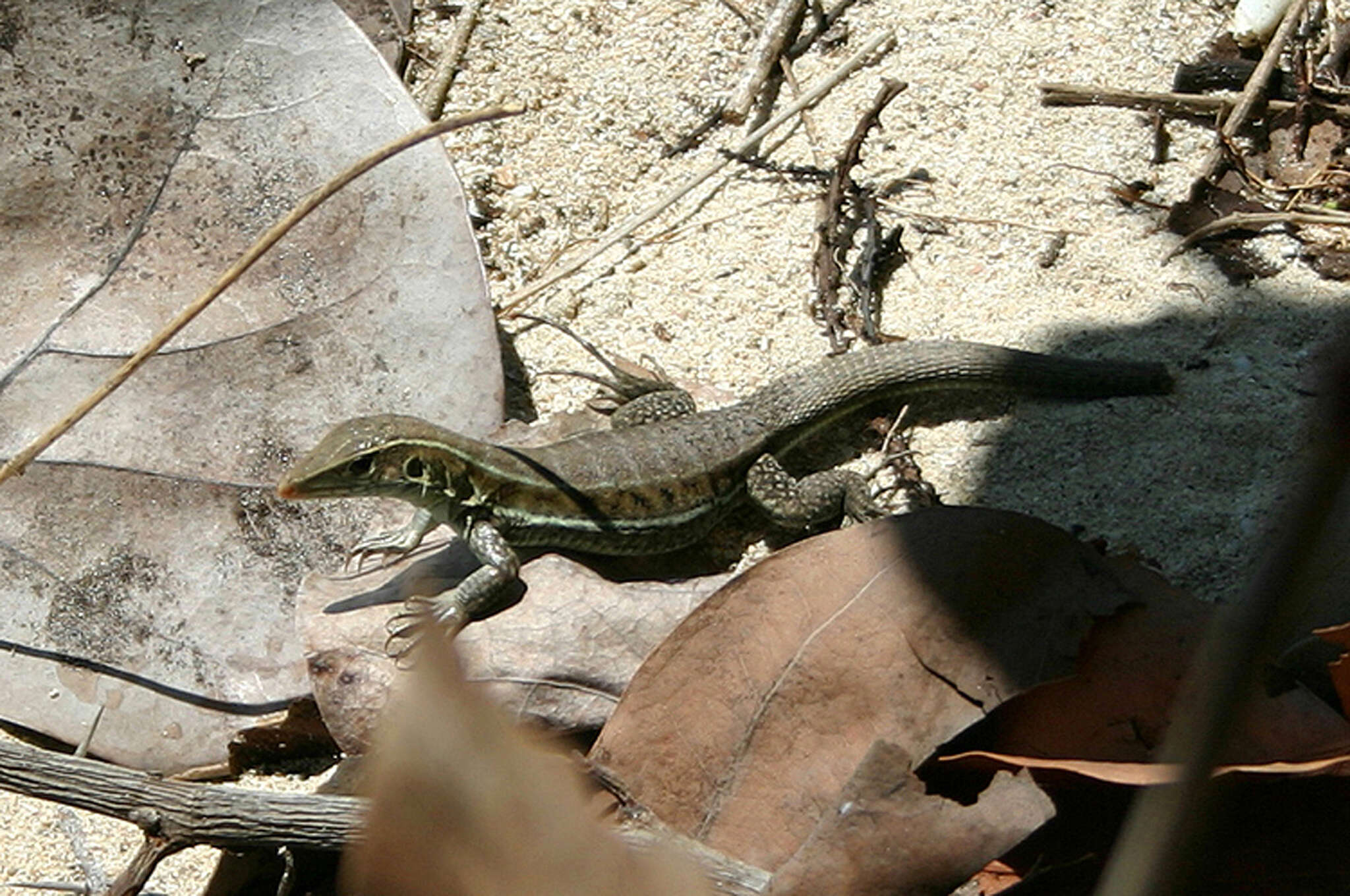 صورة Pholidoscelis griswoldi (Barbour 1916)