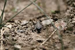 Plancia ëd Cicindela (Cicindela) oregona oregona Le Conte 1856