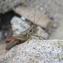 صورة Barytettix crassus Scudder & S. H. 1897