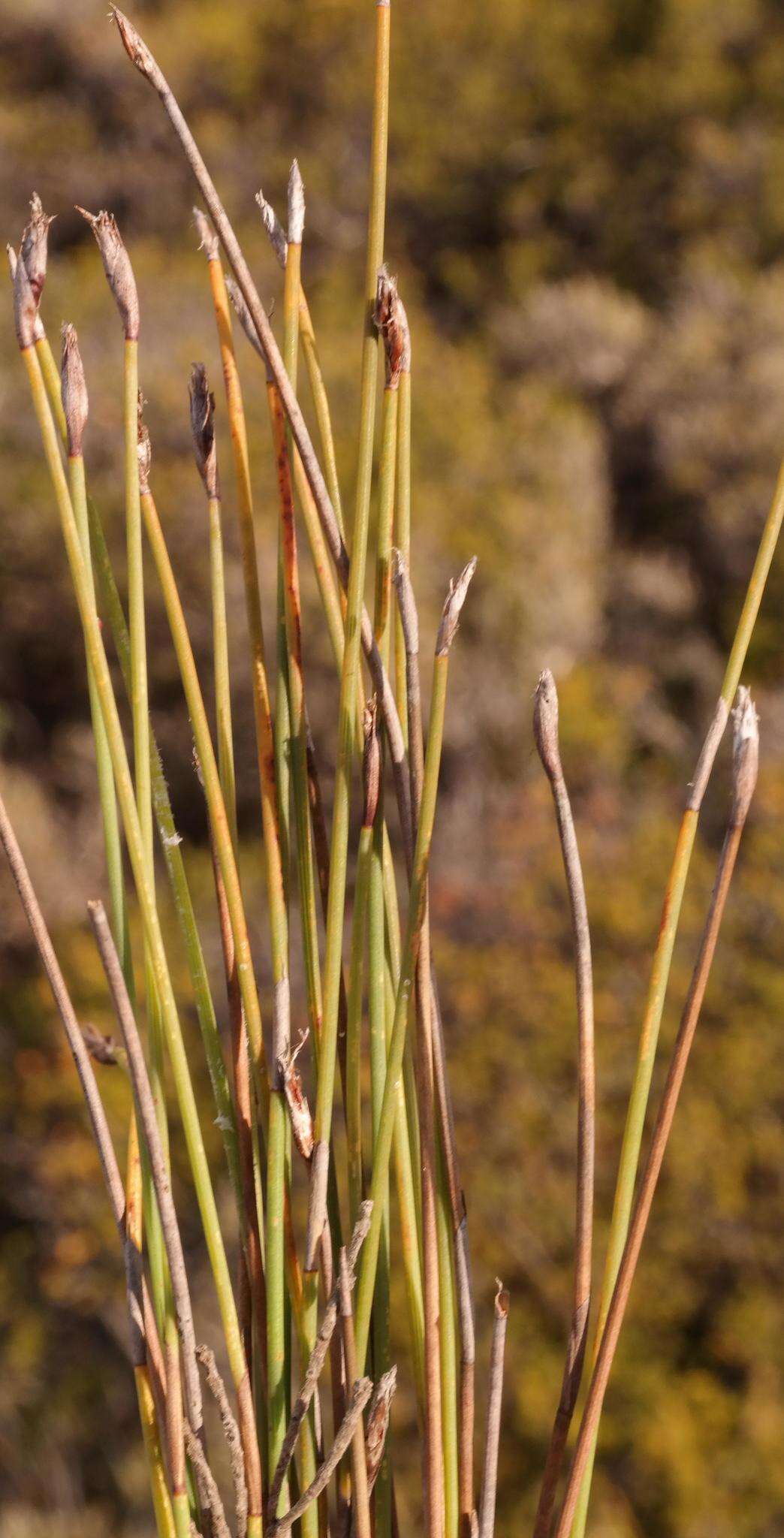 Image of Hypodiscus procurrens Esterh.