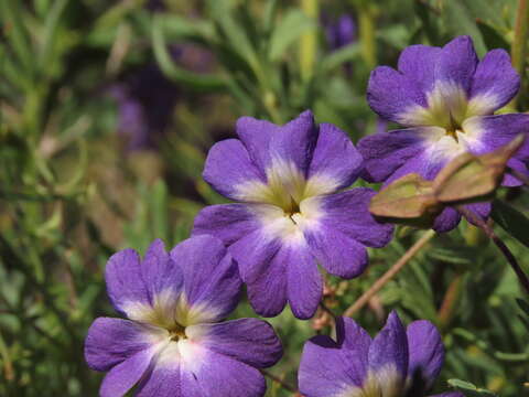 Image of Blue Nasturtium