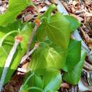 Plancia ëd Schizenterospermum rotundifolium Homolle ex Arènes