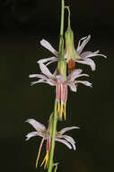 Image of Slender Rattlesnake-Root