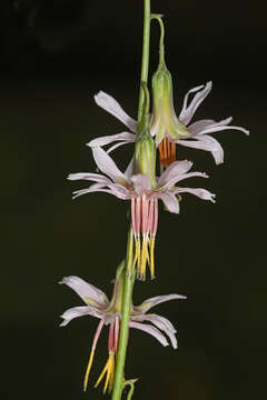 Image de Nabalus autumnalis (Walt.) Weakley