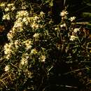 Image of Smooth White American-Aster