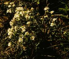 Image de Symphyotrichum porteri (A. Gray) G. L. Nesom