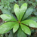Image of Campylospermum duparquetianum (Baill.) Tiegh.