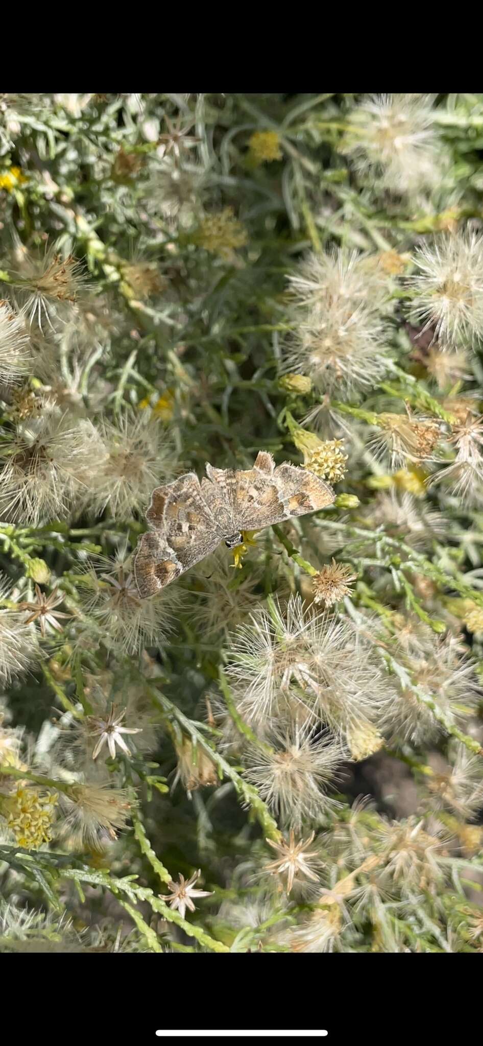 Image of Arizona Powdered-Skipper