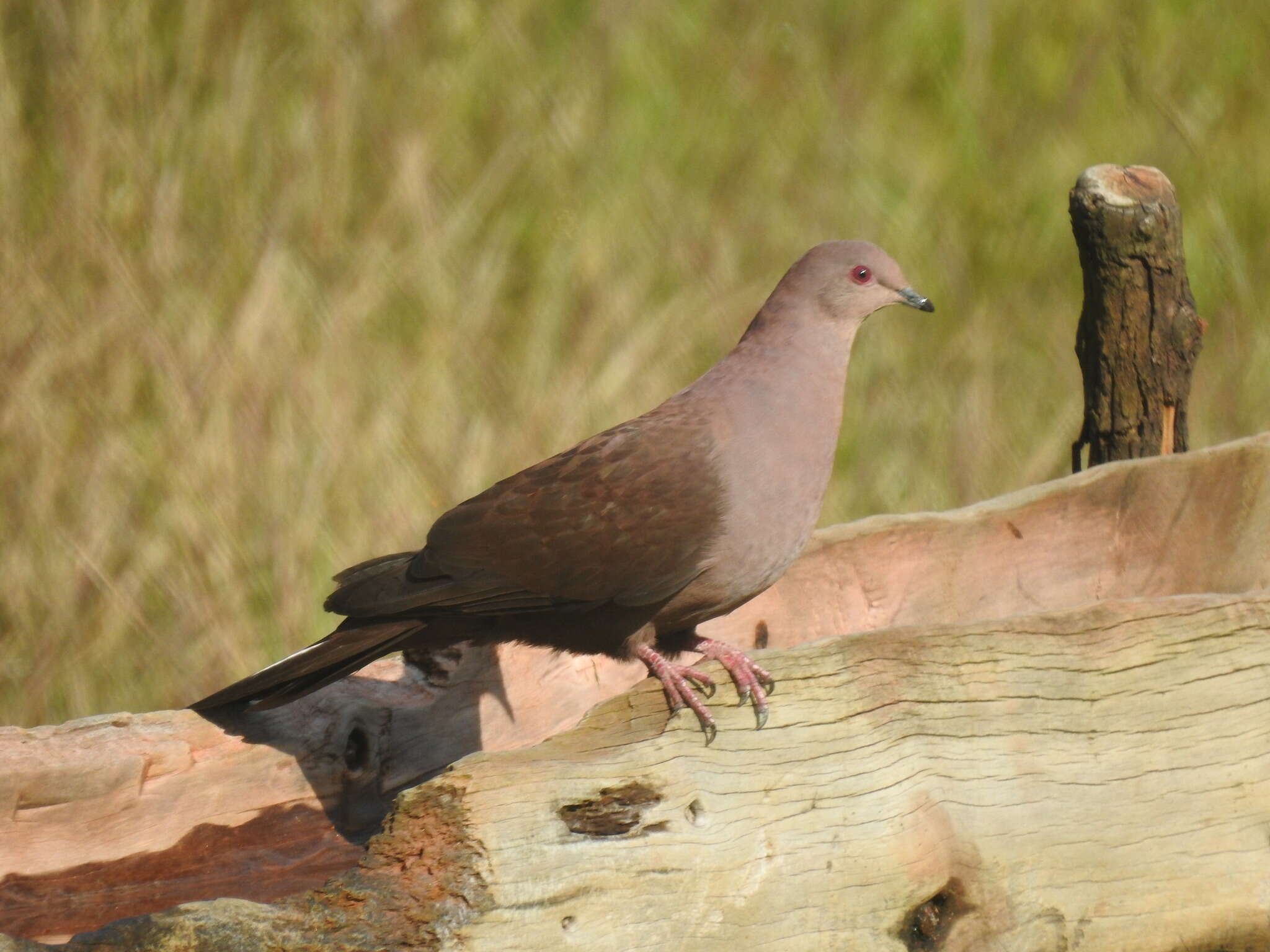 Image of Ruddy Pigeon