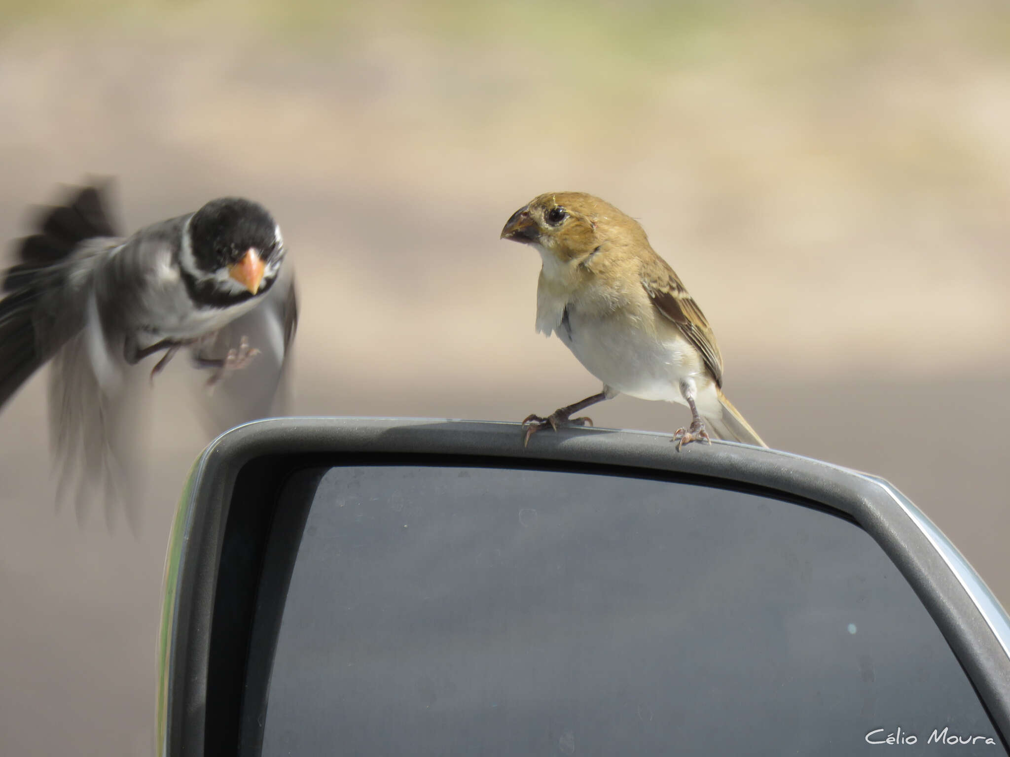 Image of White-throated Seedeater