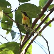 Image of Prionochilus Strickland 1841