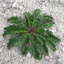 Image of Brassica elongata subsp. integrifolia (Boiss.) Breistr.