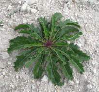 Imagem de Brassica elongata subsp. integrifolia (Boiss.) Breistr.