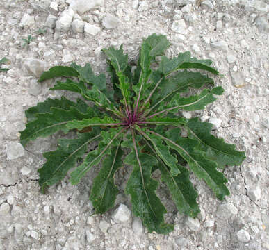 Image of Brassica elongata subsp. integrifolia (Boiss.) Breistr.