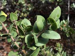 Plancia ëd Arctostaphylos pechoensis (Abrams) Dudley