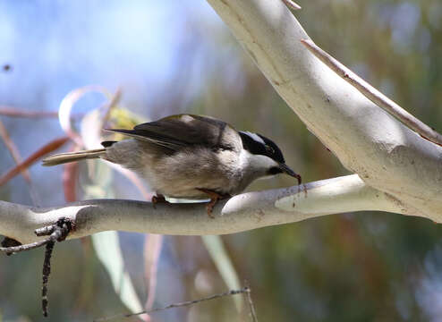 Image of Strong-billed Honeyeater