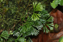 Image de Elaphoglossum peltatum (Sw.) Urb.