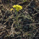 Image of Erysimum flavum subsp. altaicum (C. A. Mey.) Polozhij