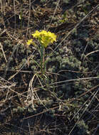 Image of Erysimum flavum subsp. altaicum (C. A. Mey.) Polozhij