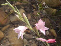 Image of Gladiolus brevifolius Jacq.
