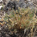 صورة Astragalus allochrous var. playanus (M. E. Jones) D. Isely