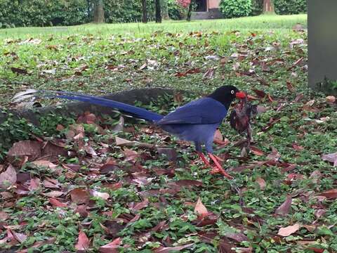 صورة Urocissa caerulea Gould 1863