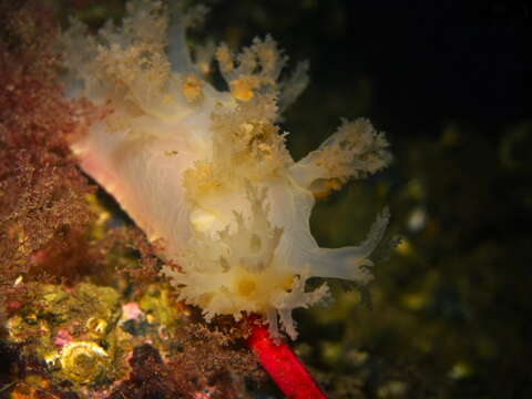 Image de Dendronotus lacteus (W. Thompson 1840)