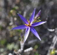 Image of eastern tinsel lily