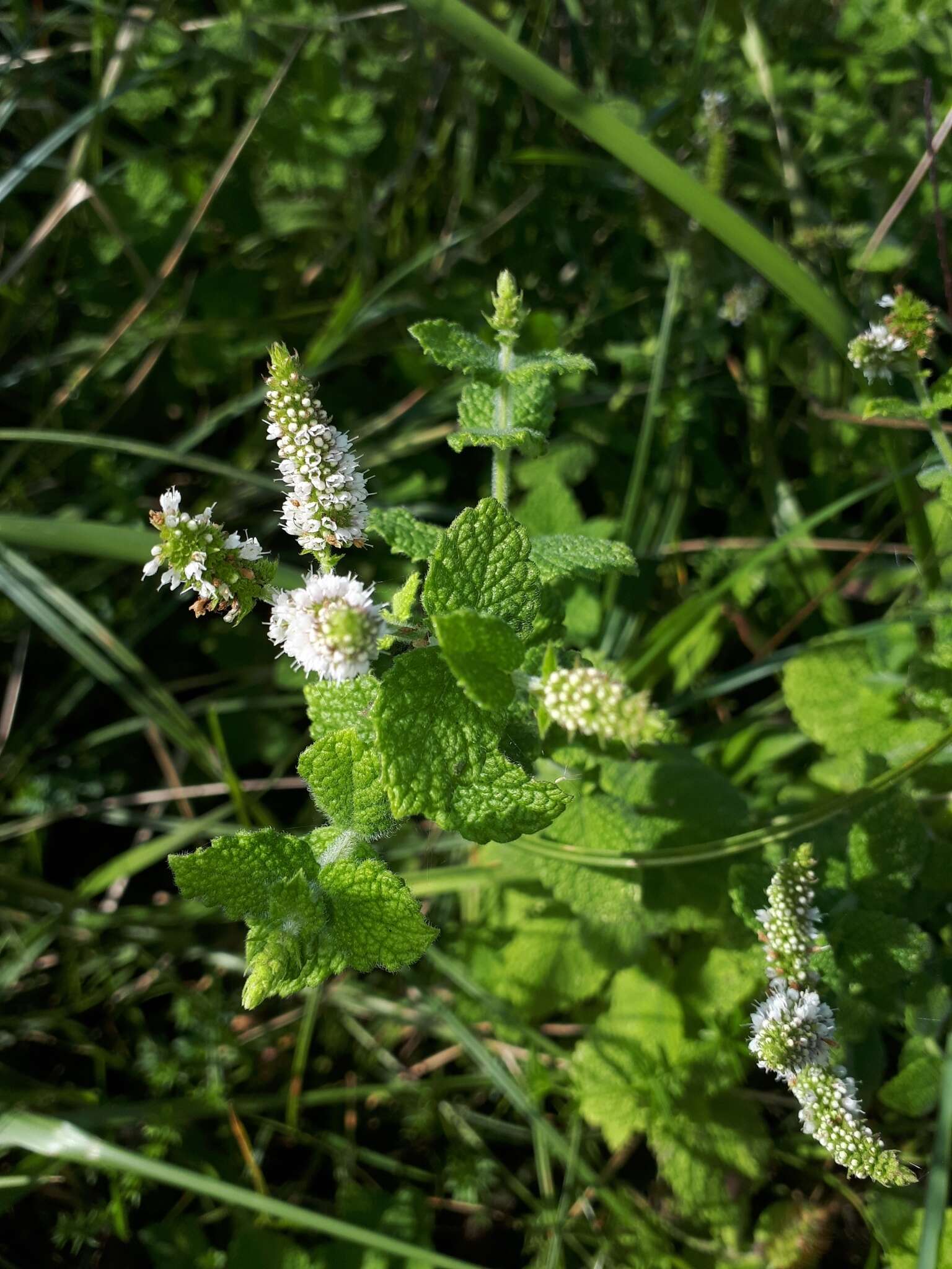 Image of Mentha suaveolens subsp. suaveolens