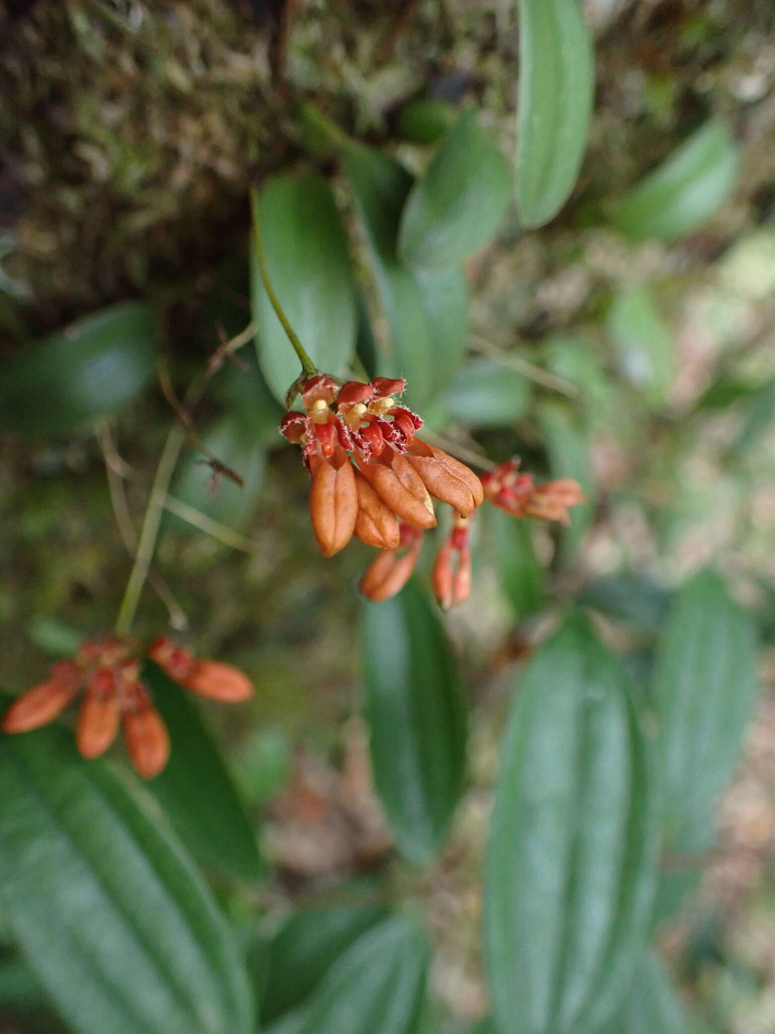 Image de Bulbophyllum albociliatum (Tang S. Liu & H. Y. Su) K. Nakaj.