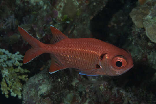 Image of Big-eye Soldierfish